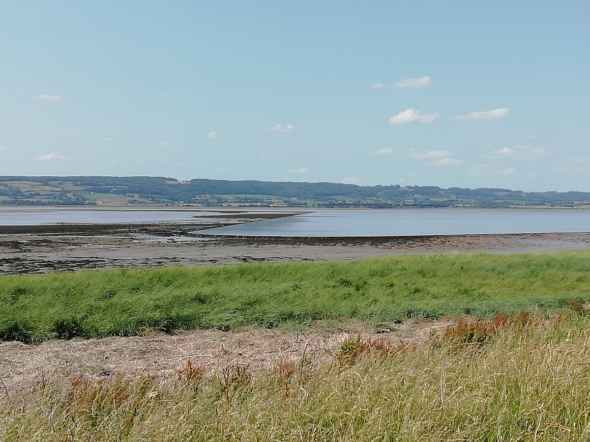It is now possible to walk all the way up the Severn Estuary past the tidal pool, and through the ex nuclear power station. Looking out at the tidal pool at low tide, all sorts of lumpy bumpy bits can be seen below the wall, quite possibly the remains of the petrified forest. 