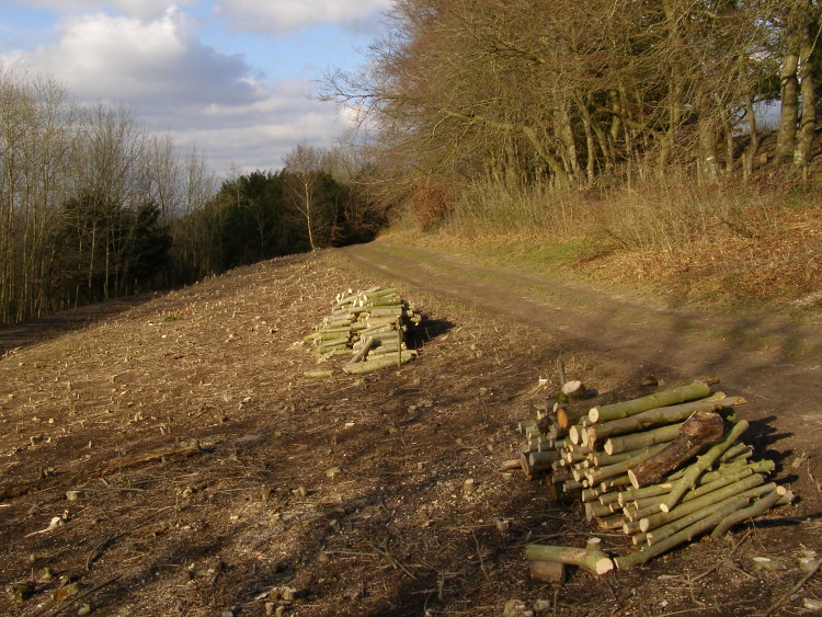 This area immediately to the west of the outer bank has been cleared of ash saplings as part of conservation work at the site. The path encircles the outer bank of the hillfort.