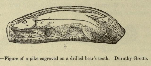 Pike, Esox, engraved on a bear's tooth from 