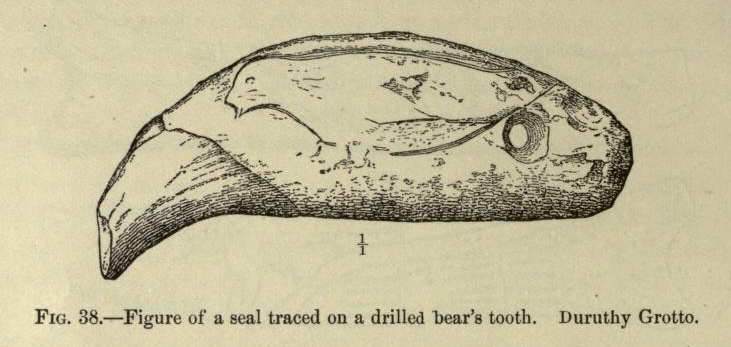 A Seal engraved on a Bear's tooth, from 