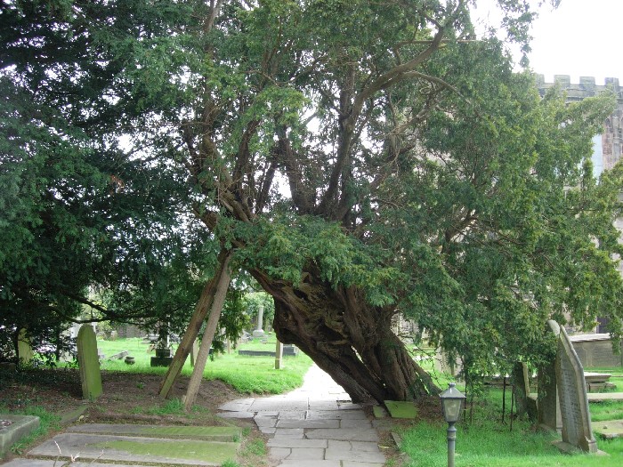 The 2,000 year old hollow yew tree, now propped up. I love to ponder the age of these Ancient Trees, and reflect upon the events that have happened during their lifetimes.