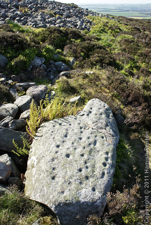 A cup marked rock lying at the base of the stone rampart on the west side of White Catherthun. The stone has around seventy cup marks on it. 

At some point in the past the stone was broken, the major parts have been rejoined with metal ties and cement.

4 May 2011